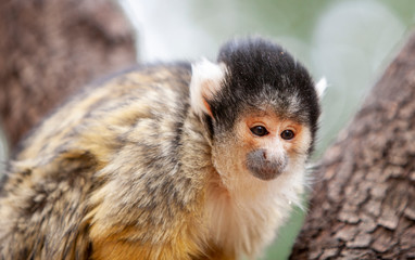 Close up portrait of Squirrel monkey, Saimiri oerstedii, sitting on the tree trunk