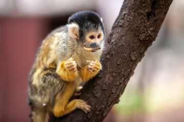 Squirrel monkey, Saimiri oerstedii, sitting on the tree trunk eats a worm