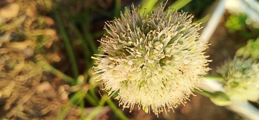 chestnut on a tree
