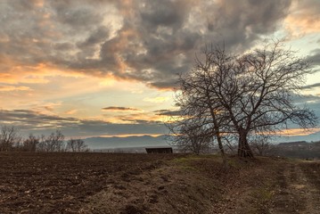 Fototapeta na wymiar tree at sunset landscape.