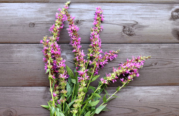 Pink flowers of blooming Purple Loosestrife.Lythrum salicaria, or purple loosestrife, is a flowering plant . Other names include spiked loosestrife and purple lythrum. Healthy and edible. Blurred .