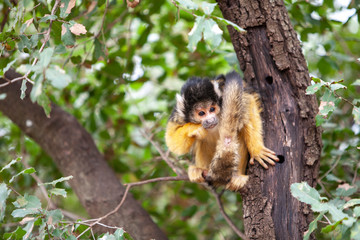 Squirrel monkey, Saimiri oerstedii, sitting on the tree trunk  with green leaves