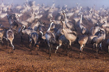 Large flock of cranes eats grain feed.  Migrating birds in winter  in Agmon Hula Nature Reserve, Israel