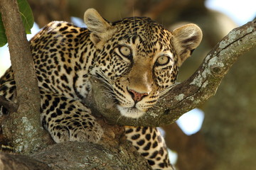  leopard on tree, leopard portrait in the wilderness of Africa