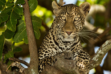 Fototapeta na wymiar leopard on tree, leopard portrait in the wilderness of Africa