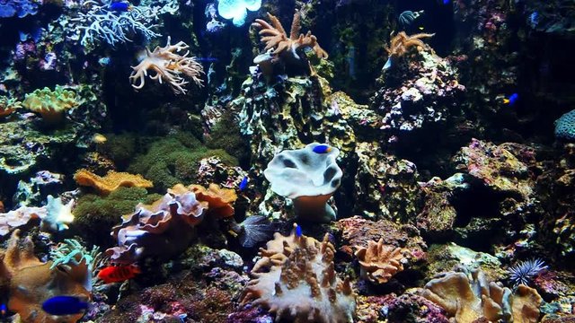 Colorful exotic tropical fish swim in the aquarium under water