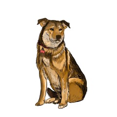 sitting sad dog looking like a shepherd dog