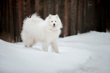 Obraz premium Samoyed dog in winter. Dog running in the snow