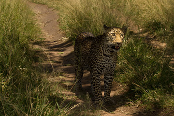  leopard on tree, leopard portrait in the wilderness of Africa