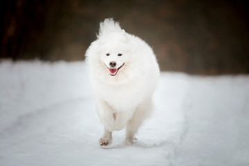 Samoyed dog in winter. Dog running in the snow
