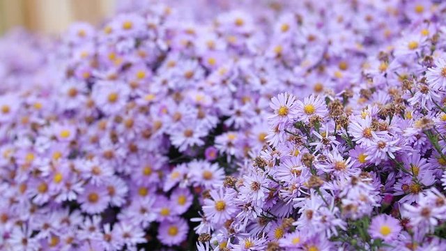 Colorful lilac aster alpinus flowers growing and blooming on a autumn cloudy day, bees and butterflies flying around. Beatiful slow motion video floral background.