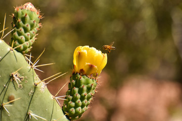 Peru tourism ayacucho sierra peruana tourism, rural city with flora and fauna