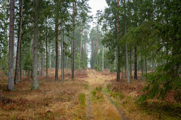 Forrest - Forest Knyszyn (Poland) - Taiga forest