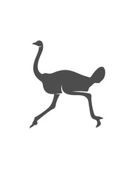 Ostrich logo vector, Animal graphic, Ostrich design Template illustration