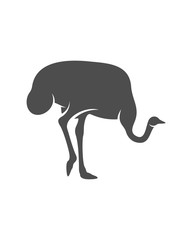 Ostrich logo vector, Animal graphic, Ostrich design Template illustration