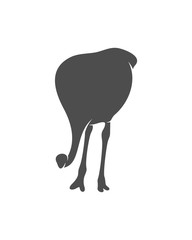 Ostrich logo vector, Animal graphic, Ostrich design Template illustration