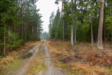 Fototapeta premium Forrest - Forest Knyszyn (Poland) - Taiga forest