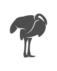 Ostrich logo vector, Animal graphic, Ostrich design Template illustration