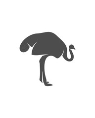 Ostrich logo vector, Animal graphic, Ostrich design Template illustration