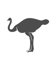 Ostrich logo vector, Animal graphic, Ostrich design Template illustration