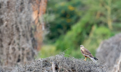 Eurasian Marsh harrier sitting on a dry wood pile at Lake Naivasha, Kenya, Africa
