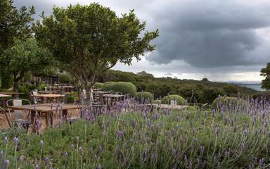 Waiheke Island Auckland New Zealand Mudbrick vineyard. Lavender in front.