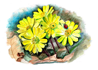 Watercolor illustration of "the Flowering of Adonis amurensis and ladybug"