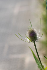 Vegetation in an urban park