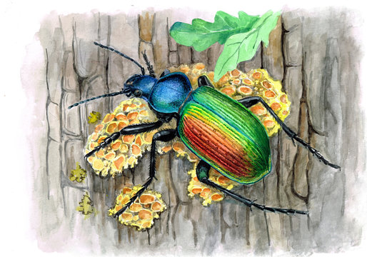 Watercolor illustration " Calosoma sycophanta beetle"