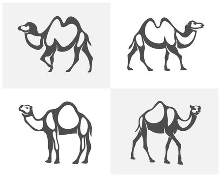 Set of Camel logo vector, Animal graphic, Camel design Template illustration