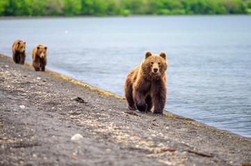 Obraz premium Ruling the landscape, brown bears of Kamchatka (Ursus arctos beringianus)