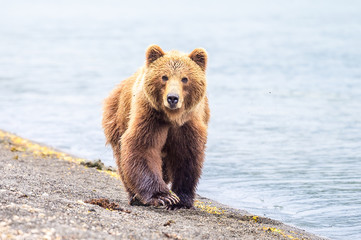 Ruling the landscape, brown bears of Kamchatka (Ursus arctos beringianus)