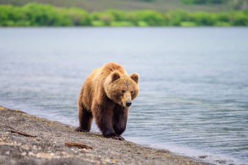 Fototapeta premium Ruling the landscape, brown bears of Kamchatka (Ursus arctos beringianus)