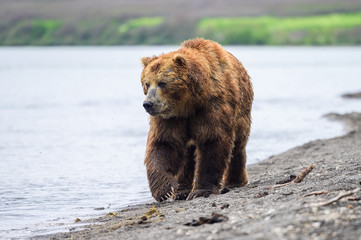 Obraz premium Ruling the landscape, brown bears of Kamchatka (Ursus arctos beringianus)