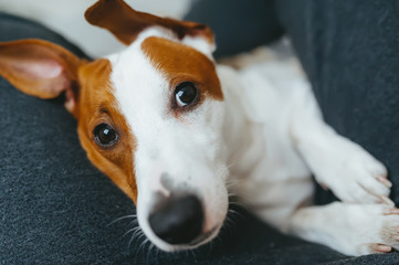 Dog jack russell terrier in the arms of his owner. Selective focus in eyes