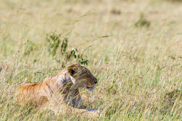 Relaxed Lioness in grass at the savanna