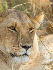 Close up of a lioness in the grass
