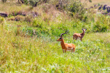 Naklejka na ściany i meble Impala antelope with big horns standing in the green grass