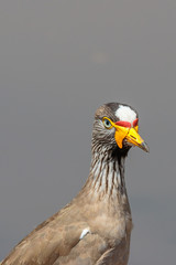 Beautiful African wattled lapwing portrait