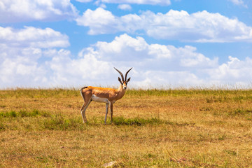 Naklejka na ściany i meble Grant's gazelle on the savannah in Masai mara, Kenya