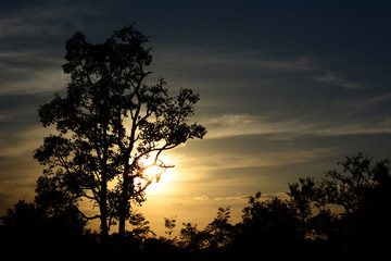 Naklejka premium silhouette tree over sunset background.