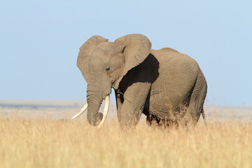 Elephant in the wilderness of Africa