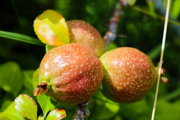 View of the young quince fruits in the garden on a sunny day.