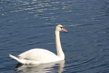 Cisne en Ortigueira