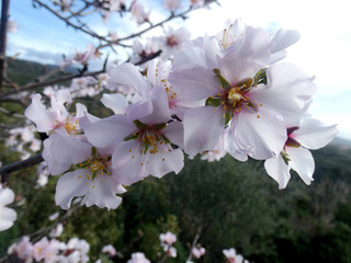 Fiori di mandorlo