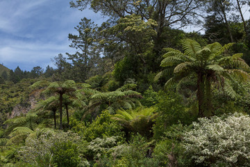 Fototapeta na wymiar Karangahake gorge New Zealand. Forest and ferntrees