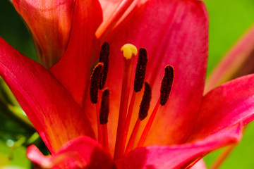 Garden red lily flowers wet from summer rain.