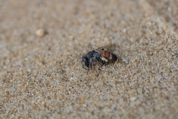 This bee died in the sandnear the shore