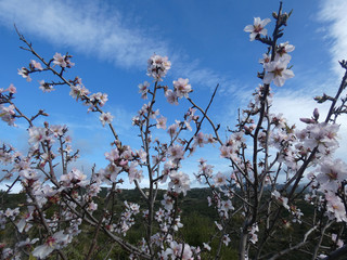 Fiori di mandorlo