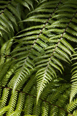 Karangahake gorge New Zealand. Forest and ferns